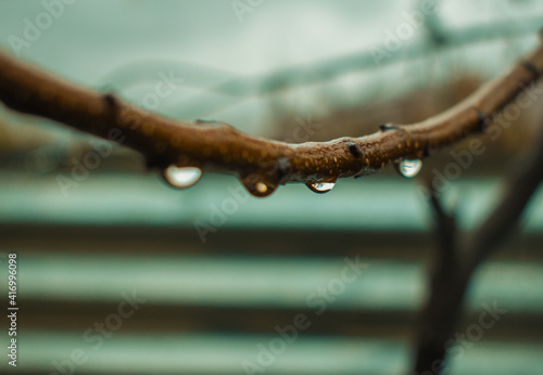 water drop on a branch