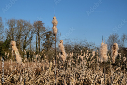 Wetland Bulrush Typha with spikes of cotton fluff seed pods