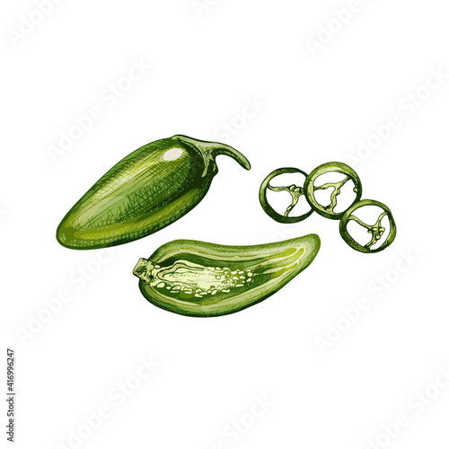 Whole, half and slice pepper jalapeno. Vector vintage hatching color illustration.