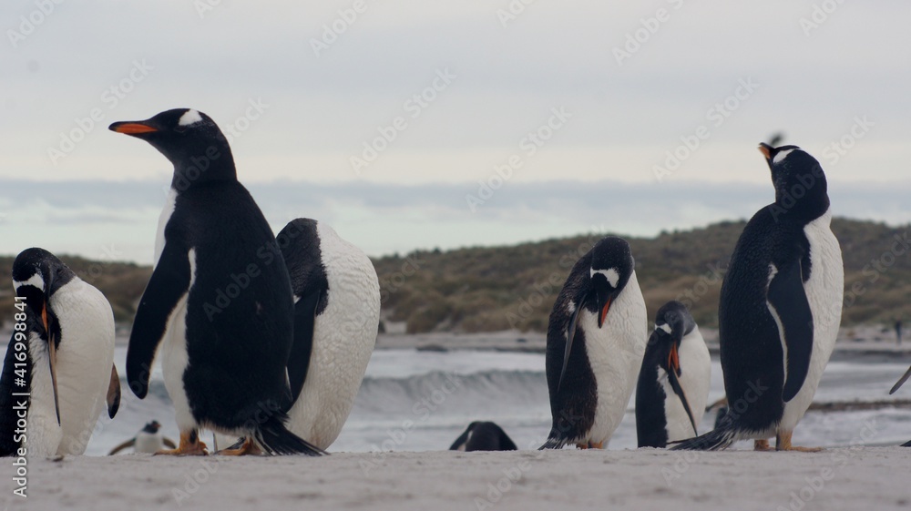 Obraz premium SONY DSC