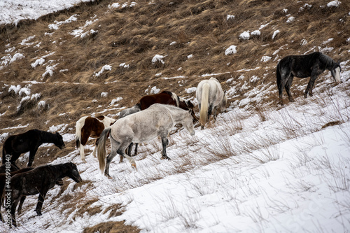 wild horses graze in the mountains after snowfall in the Caucasus 