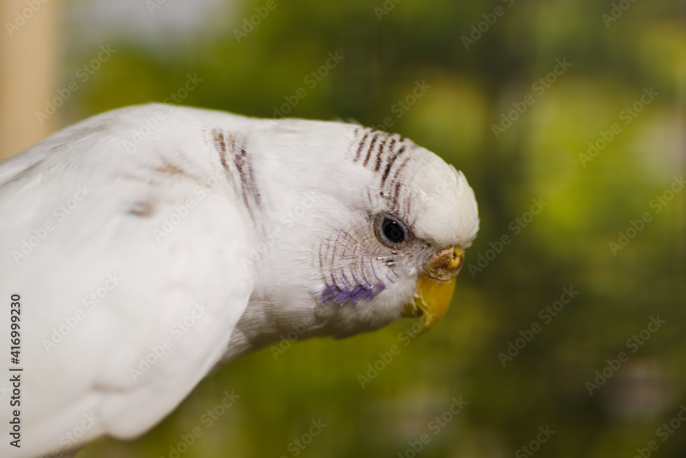 close up of a bird close up of a bird