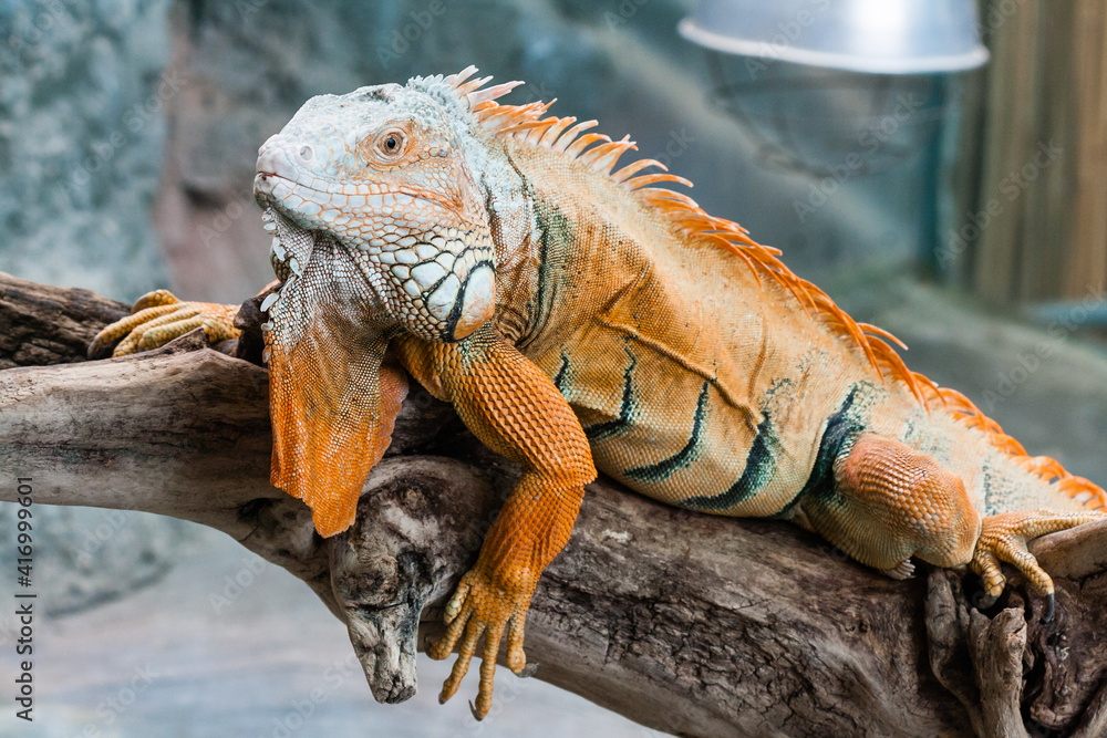 Fototapeta premium Iguana lizard sits on a branch