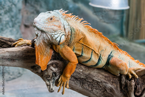 Iguana lizard sits on a branch
