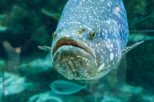 Fish Large grouper
