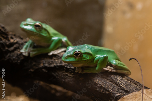 A green toad sits on a branch
