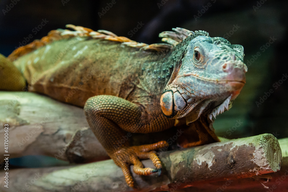 The iguana lizard sits on a close-up branch The iguana lizard sits on a close-up branch