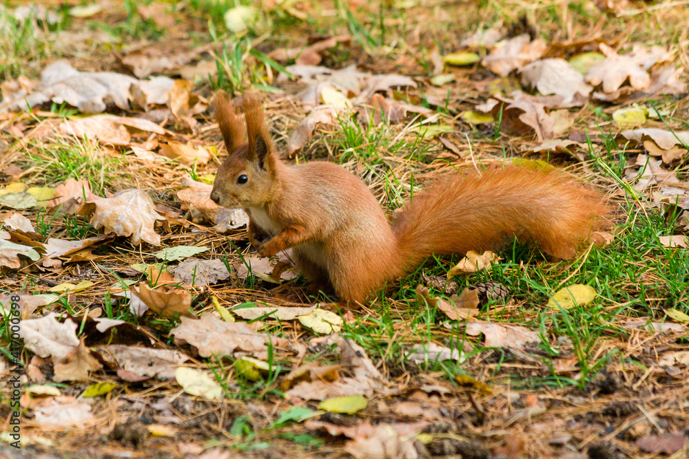 Quick Squirrel in the search for nuts