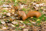 Quick Squirrel in the search for nuts