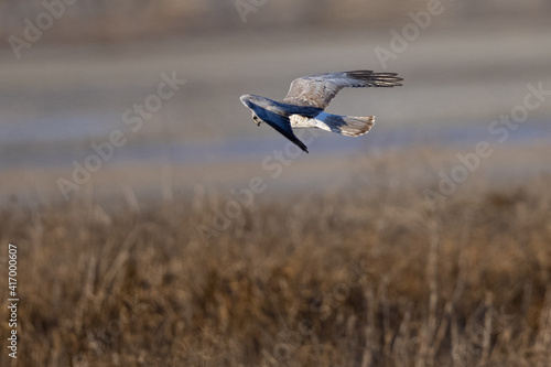 Extremely close view of a male  hen harrier (Northern harrier)  flying in beautiful light, seen in the wild in North California