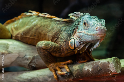 The iguana lizard sits on a close-up branch