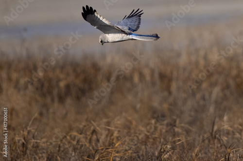 Extremely close view of a male hen harrier (Northern harrier) flying in beautiful light, seen in the wild in North California