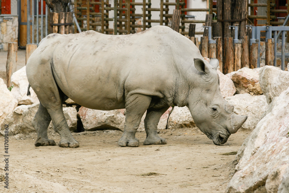 Naklejka premium White rhinoceros in the zoo