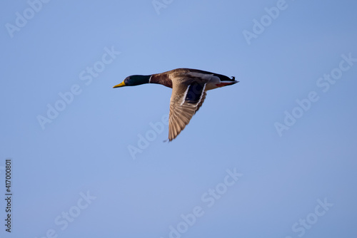 Male wild duck flying,  seen in a North California marsh