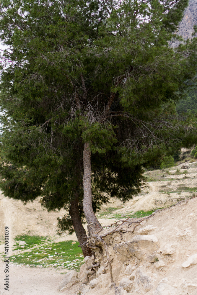 Fototapeta premium sturdy tree with roots out of the ground