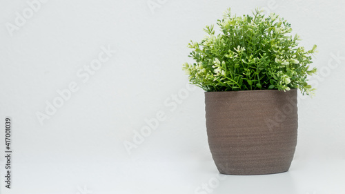 flowerpot, flower in a pot