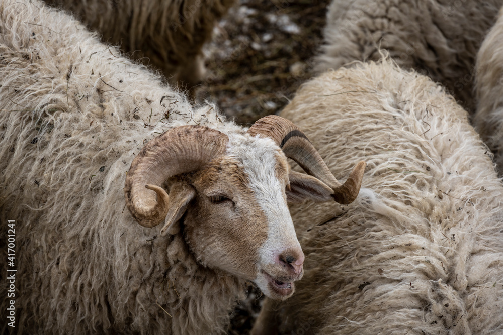 sheep and horned rams in a livestock pen against the backdrop of mountains in winter 