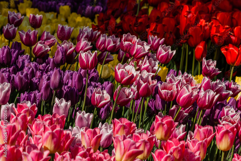 Macro multi-colored tulips on a background of green grass Macro multi-colored tulips on a background of green grass