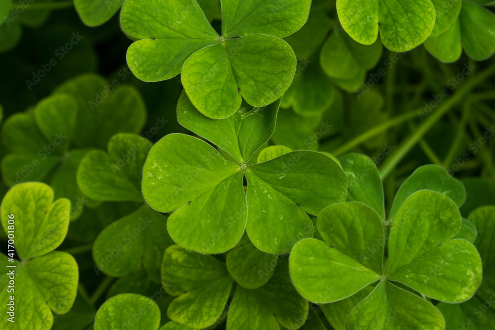 Green leaves background. Nature foliage texture Green leaves background. Nature foliage texture