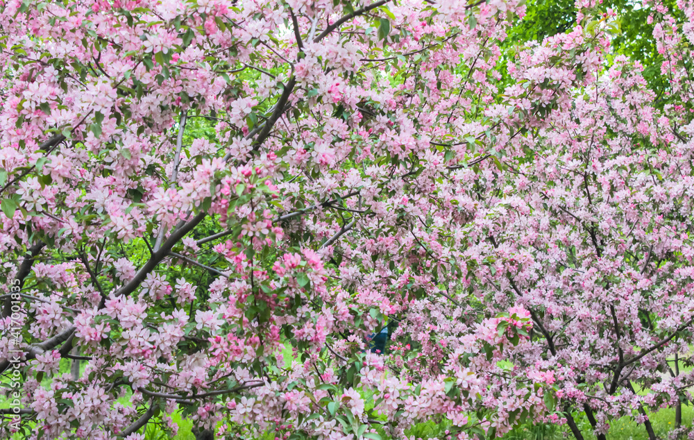 Pink sakura flowers on blossoming tree in springtime. Many flowers on the cherry tree, soft focus. High quality photo