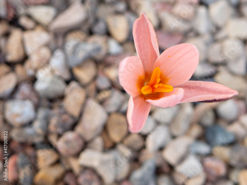 Crocus pink Alatavicus. A very rare flower. Pink flower with an unusual color photo