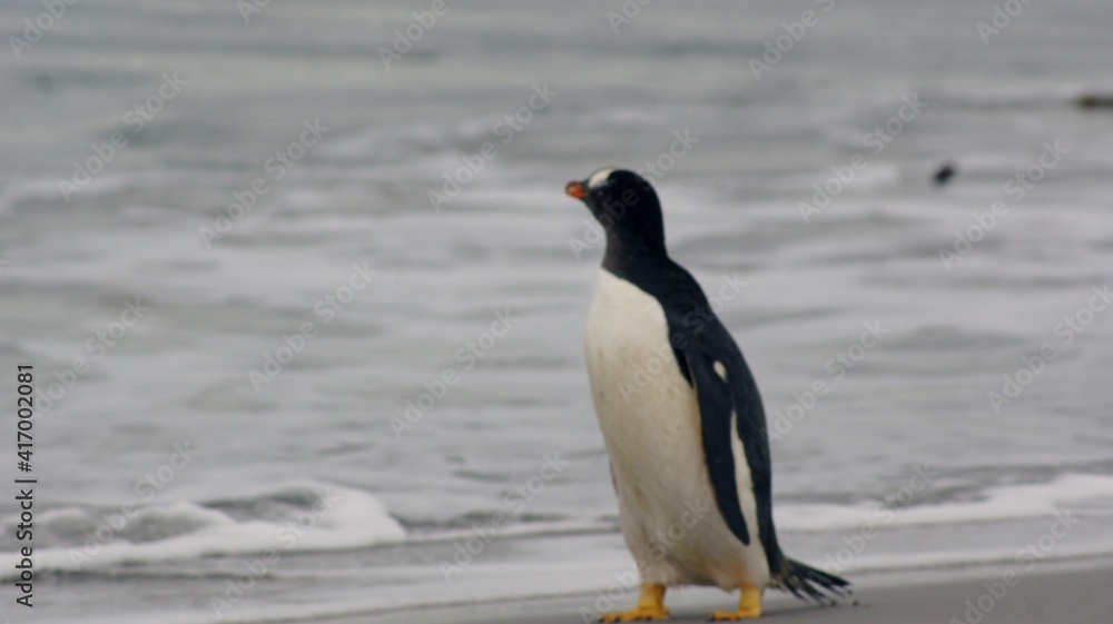 Fototapeta premium SONY DSC