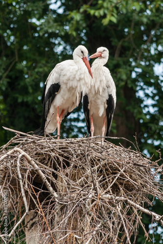 A pair of storks in the nest