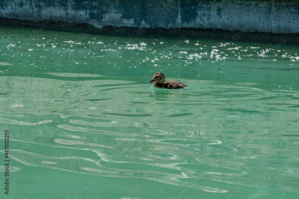 Small duckling floating on water