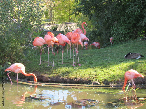 flamingos in the lake