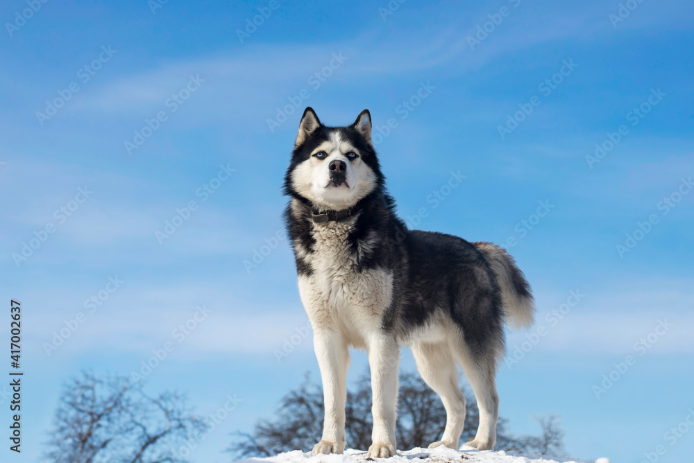 Black and white Siberian husky standing on a hill in the background of trees and sky. Beautiful siberian husky dog in winter