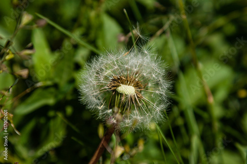 Beautiful dandelions on a green background