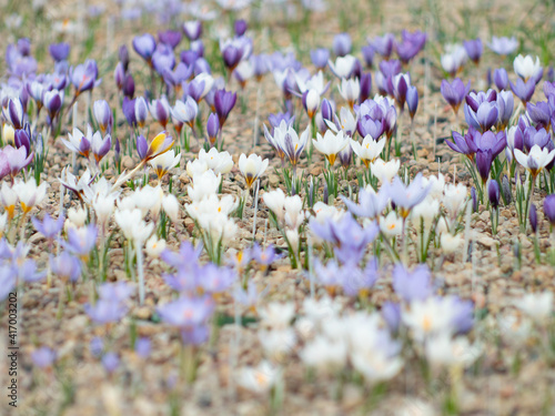 Crocuses with beautiful flowers multicolored. The most beautiful flowers of spring