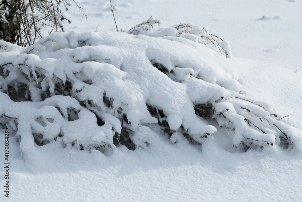 Branches of trees and plants covered with ice. Winter landscape after icing. Nature in winter. Trees after an icy rain. Winter has come.. Branches of trees and plants covered with ice. Winter landscape after icing. Nature in winter. Trees after an icy rain. Winter has come..