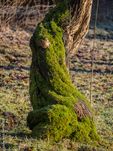 Moss on treetrunk photo