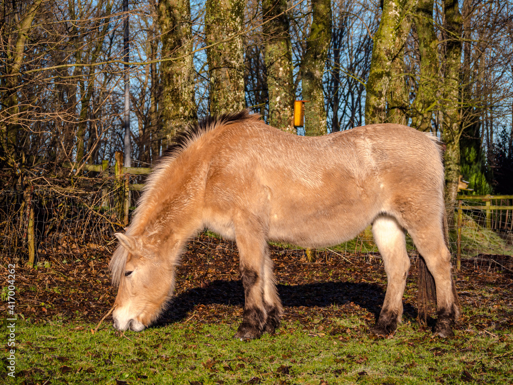 Horse Horse