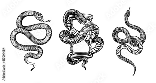 snakes illustrations vector design elements for designers photo