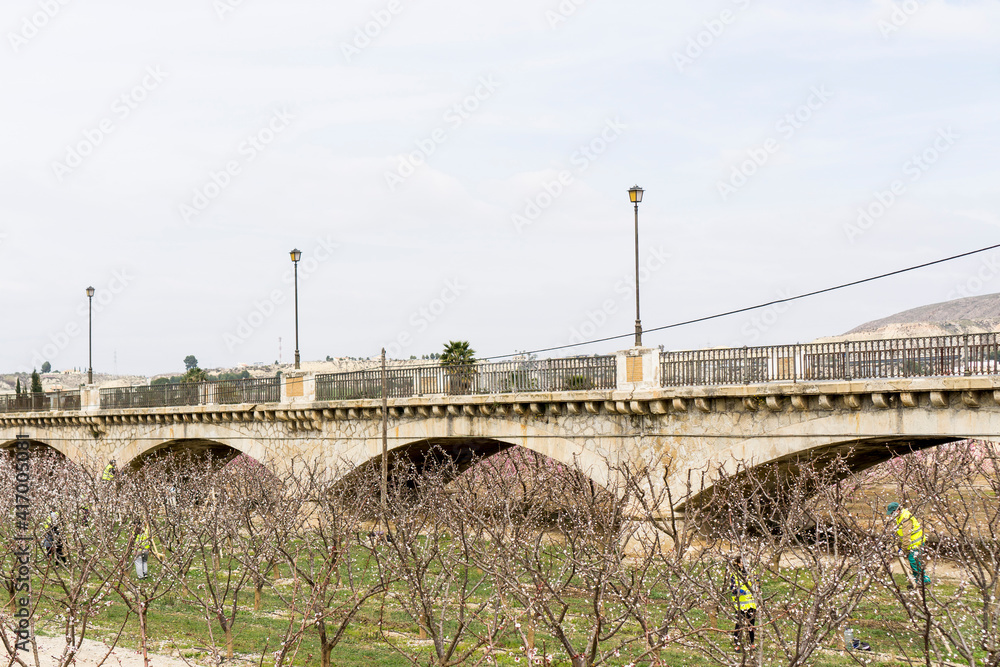 Fototapeta premium farmers working on flowering trees, cieza, murcia.