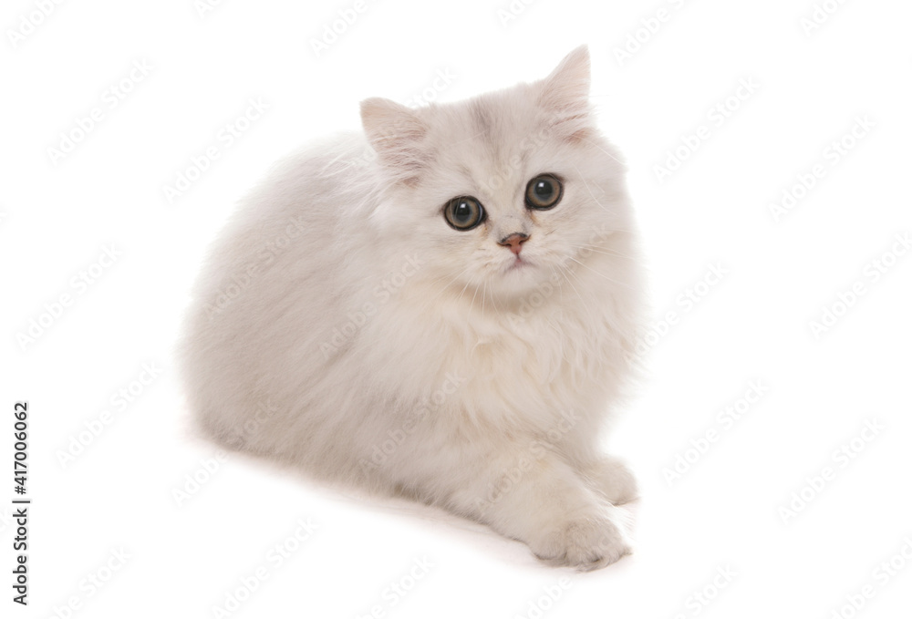 Persian Chinchilla Kitten
