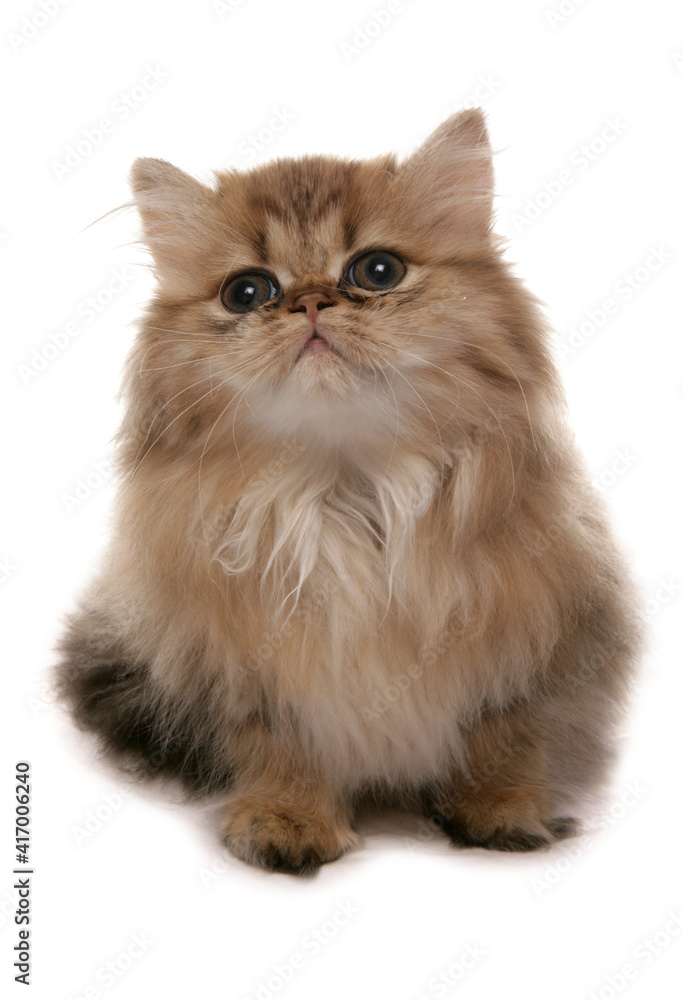 Persian golden Kitten