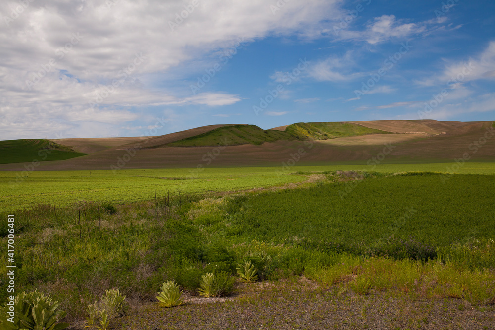 Undulating, rolling wheat fields of the Palouse area of Washington state in spring
