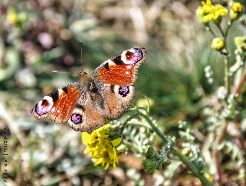 Obraz premium butterfly on a flower