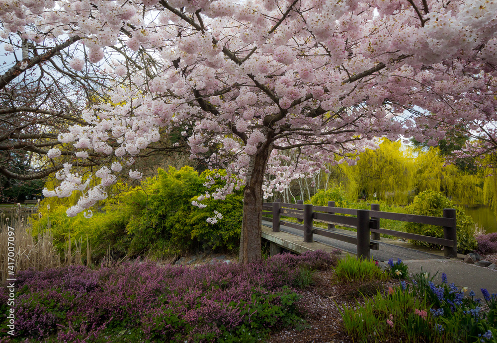Cherry blossoms, trees, spring, beautiful, Richmond BC Cherry blossoms, trees, spring, beautiful, Richmond BC