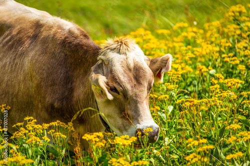 Cow on the cattle pasture in the Austria Alps