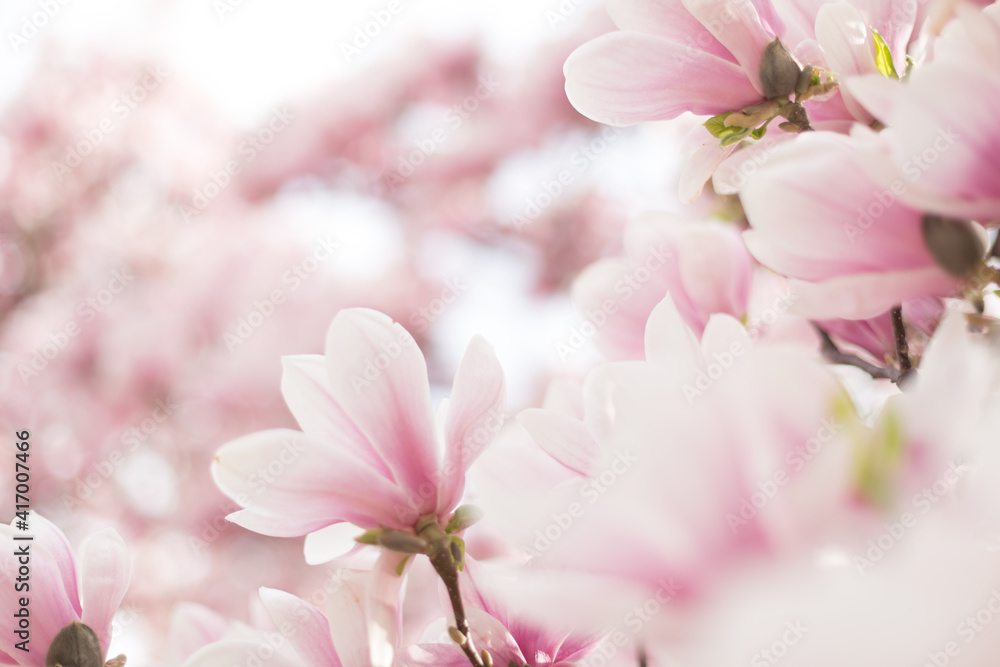 Closeup of magnolia tree blossom with blurred background 