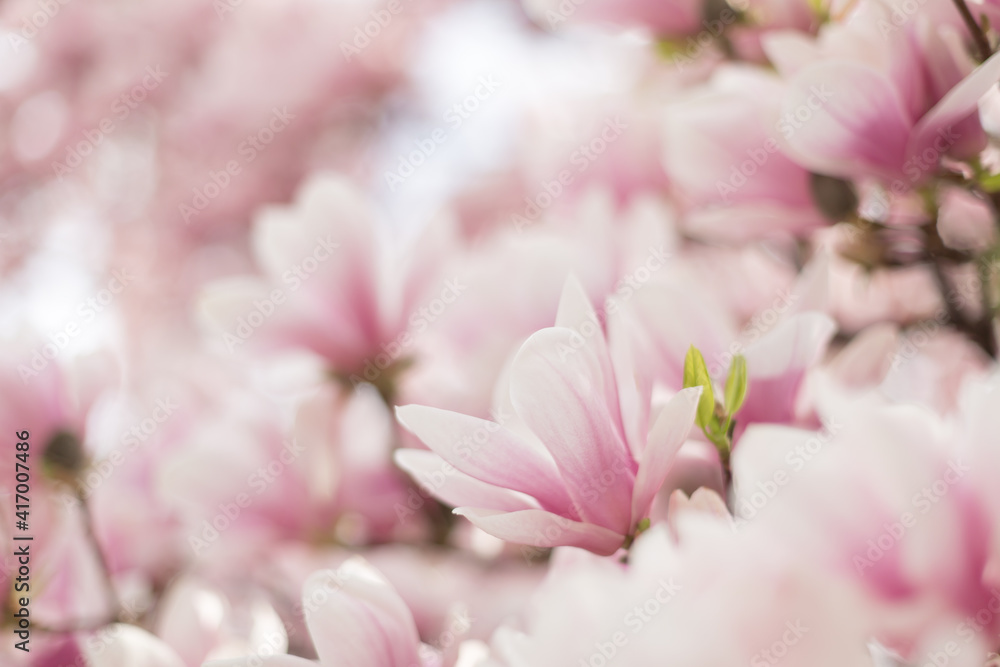 Closeup of magnolia tree blossom with blurred background and warm sunshine