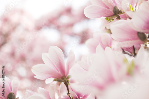 Closeup of magnolia tree blossom with blurred background © Olha Sydorenko