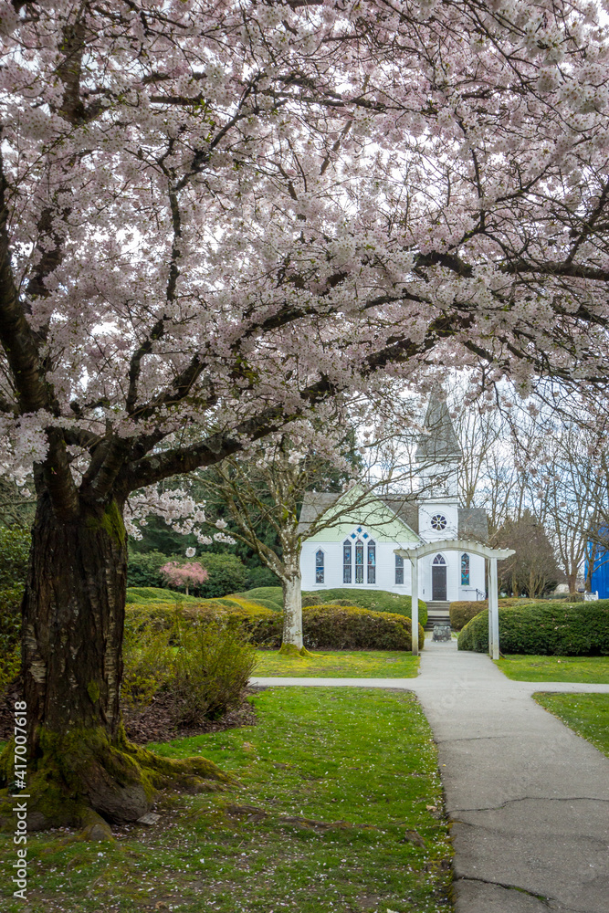 Cherry blossoms, trees, spring, beautiful, Richmond BC Cherry blossoms, trees, spring, beautiful, Richmond BC