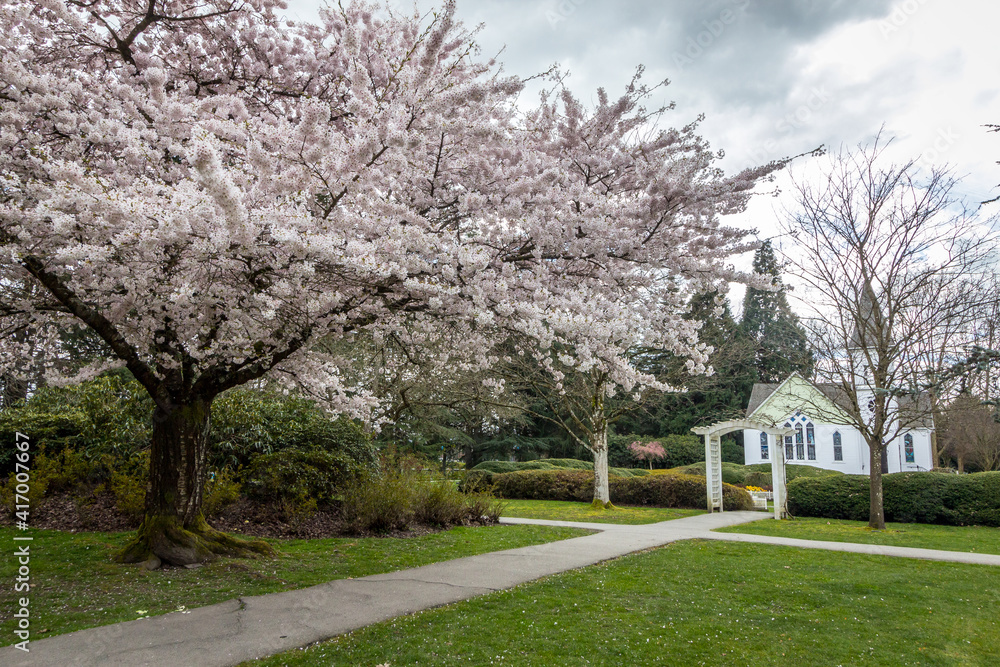 Cherry blossoms, trees, spring, beautiful, Richmond BC Cherry blossoms, trees, spring, beautiful, Richmond BC