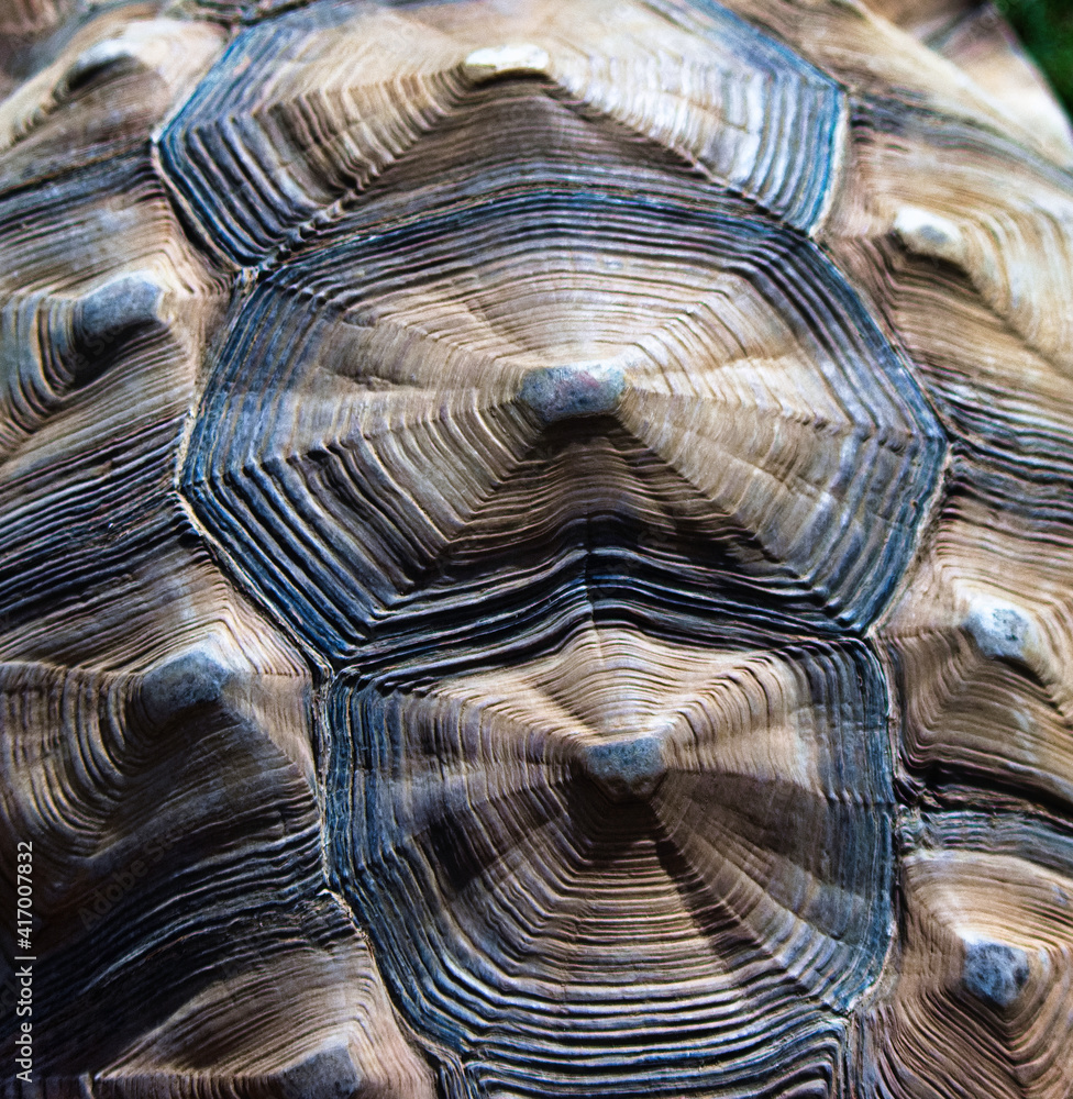 close up of a tortoise close up of a tortoise