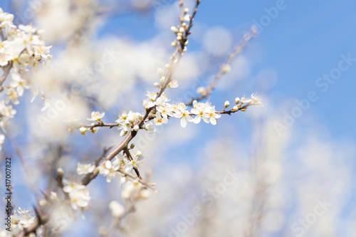 White cherry blossom, idea of the spring awakening